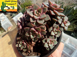 Echeveria Nacre