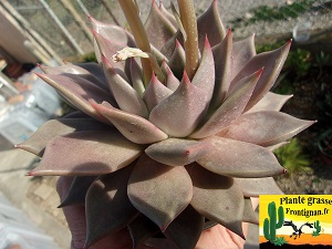 Echeveria Naine Rouge