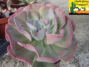 Echeveria Niobe