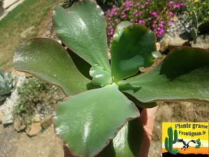 Echeveria Nirvana
