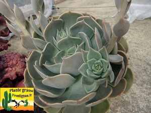 Echeveria Nuage