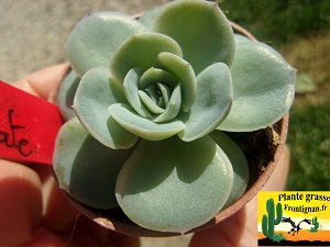 Echeveria Ondine