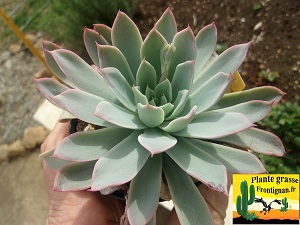 Echeveria Opera