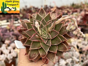 Echeveria Ordalie