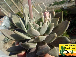 Echeveria Orient