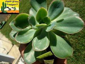 Echeveria Ouzo