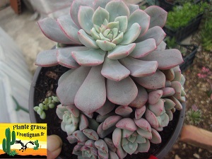 Echeveria Oxygene