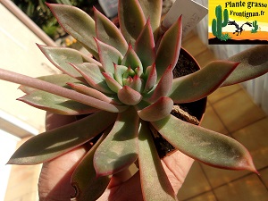 Echeveria Ozone