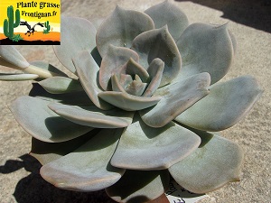 Echeveria Pahuljica