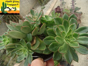 Echeveria Papagayo