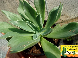 Echeveria Paradisa