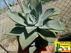 Echeveria Partisane