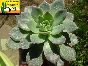 Echeveria Perle de Pluie