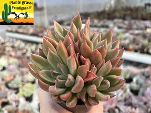 Echeveria Perun