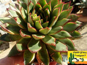 Echeveria Petit Dragon