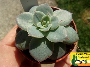 Echeveria Petit Frisson