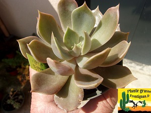 Echeveria Petite Reine