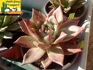 Echeveria Pile ou Face