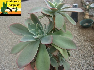Echeveria Pistache