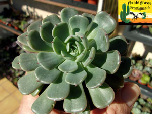 Echeveria Pitchoune