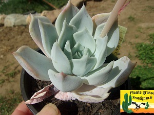 Echeveria Poivre Blanc