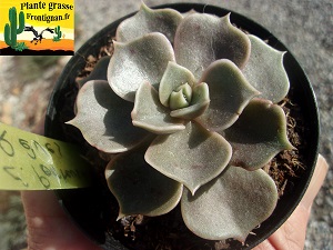 Echeveria Porteuse de Reves