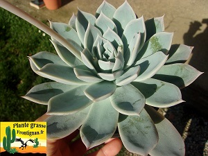 Echeveria Poudrage