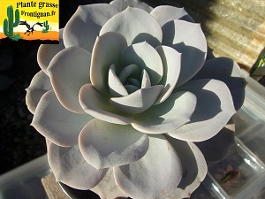 Echeveria Poudre Blanche