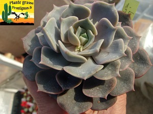 Echeveria Precieuse