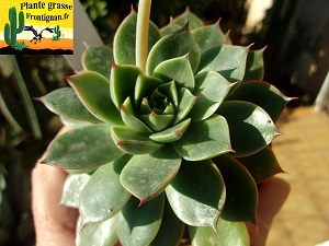 Echeveria Promise