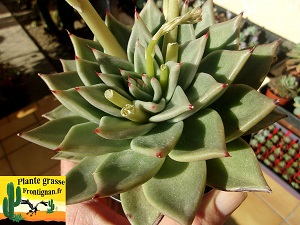 Echeveria Punchline