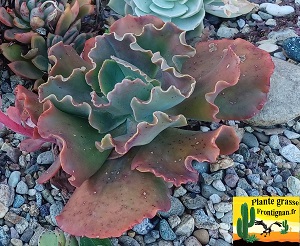 Echeveria Pure Essence