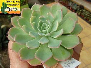 Echeveria Pure Nina