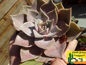 Echeveria Pyrene