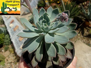 Echeveria Rami