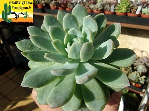 Echeveria Rhea