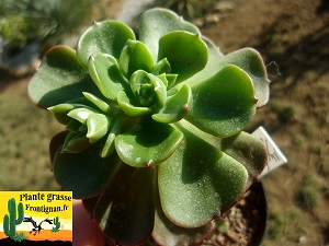 Echeveria Saga