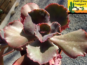 Echeveria Salambo