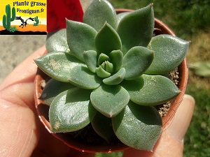 Echeveria Salma