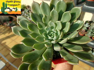 Echeveria Saphir