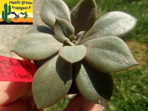 Echeveria Scylla