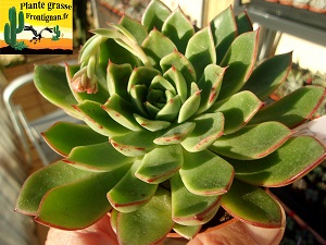 Echeveria Secrte