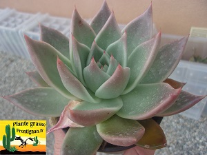 Echeveria Senteur des Vents