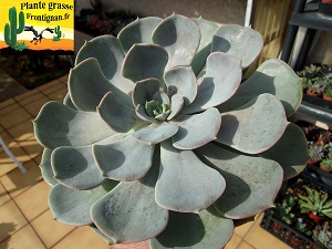 Echeveria Seti