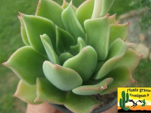 Echeveria Sherazade