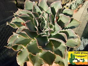 Echeveria Sierras