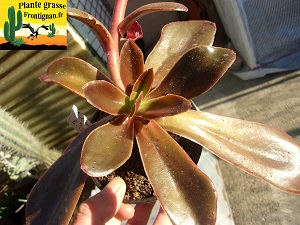 Echeveria Sirene