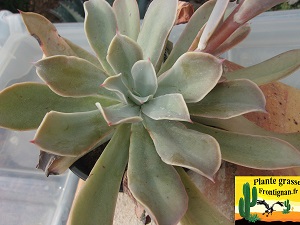 Echeveria Skeid