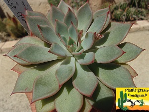 Echeveria Slavica