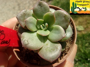 Echeveria Sombrero